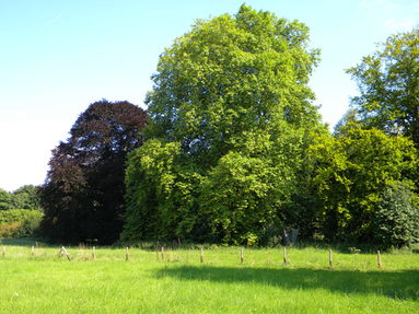 Bäume im Parkareal