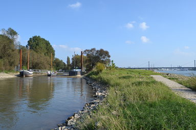 Die Schiffsbrücke Wuppermündung links im Bild, rechts der Rhein
