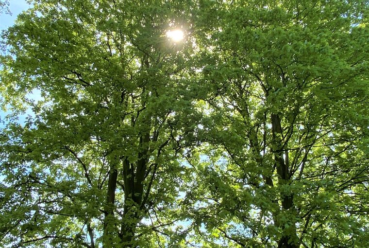 Symbolbild Hitze Schatten
