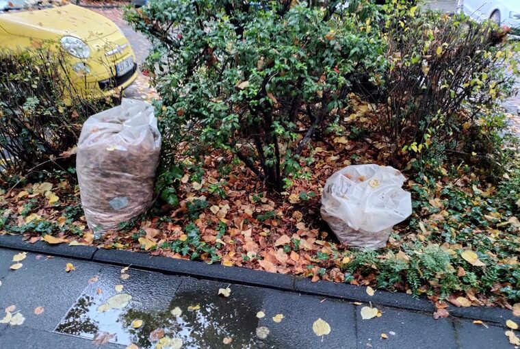 Symbolbild Sträucher im Herbst