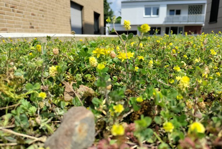 Dachbegrünung einer Tiefgarage