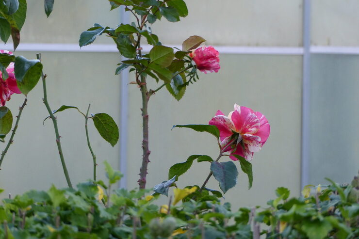 Zierde: Blühende Rosen in einem der Gärten