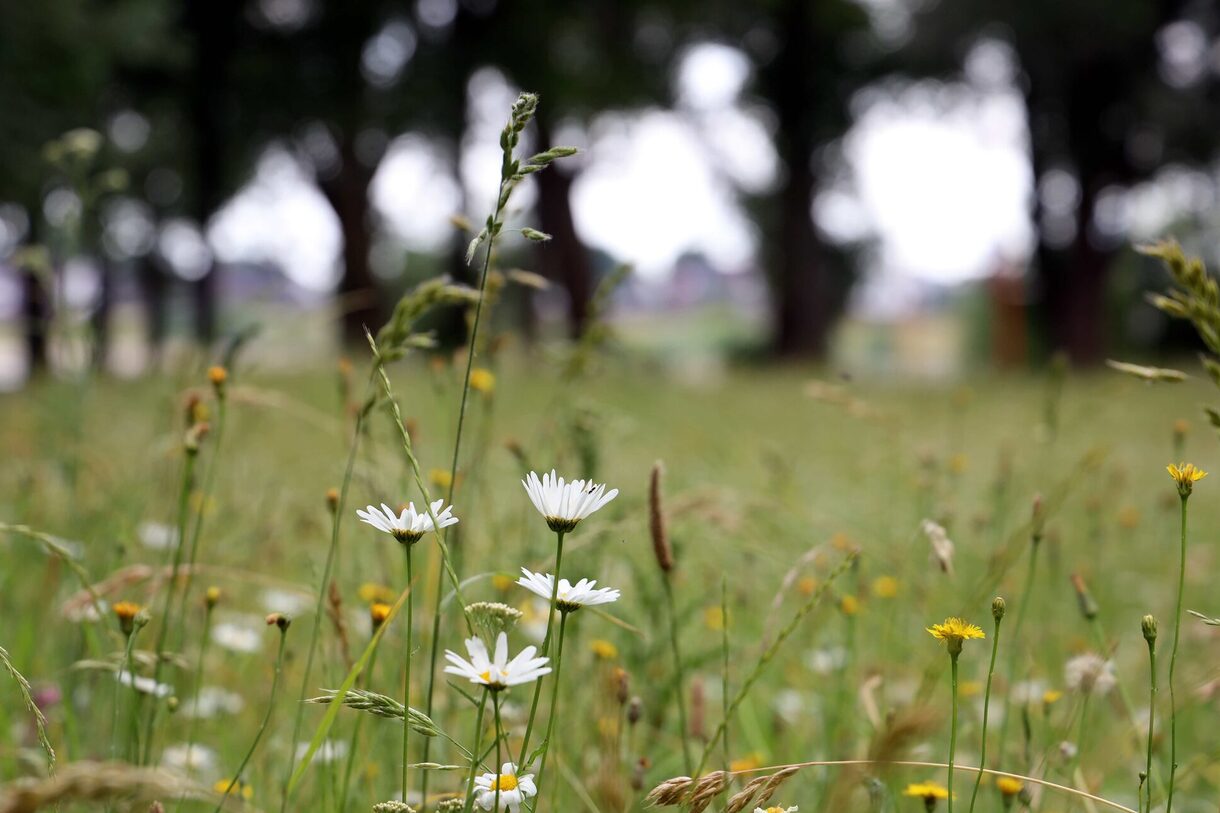 Blumenwiese